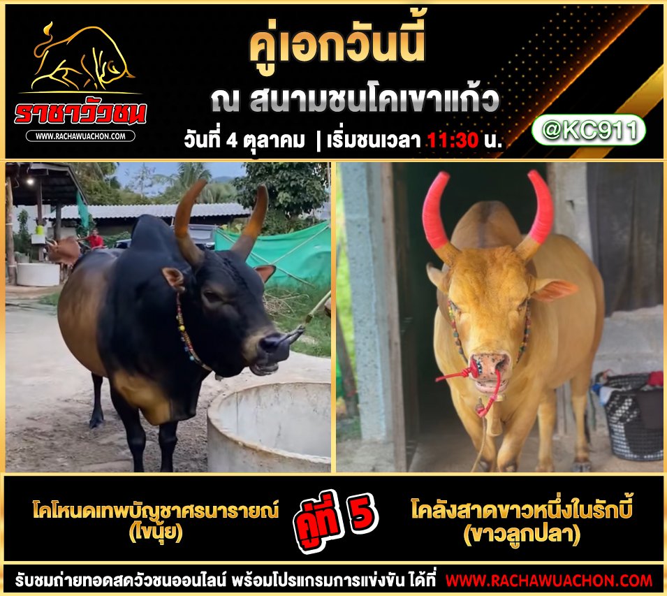 โปรแกรมวัวชนวันนี้ 4-10-2568