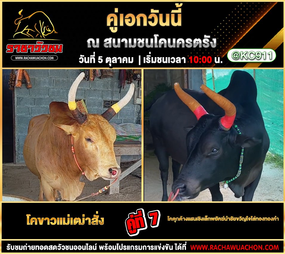 โปรแกรมวัวชนวันนี้ 5-10-2568