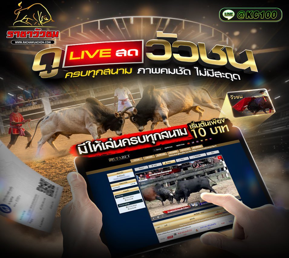 วัวชนวันนี้ 8-11-2568