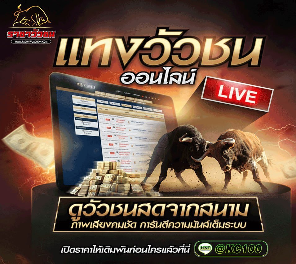 วัวชนวันนี้ 11-11-2568