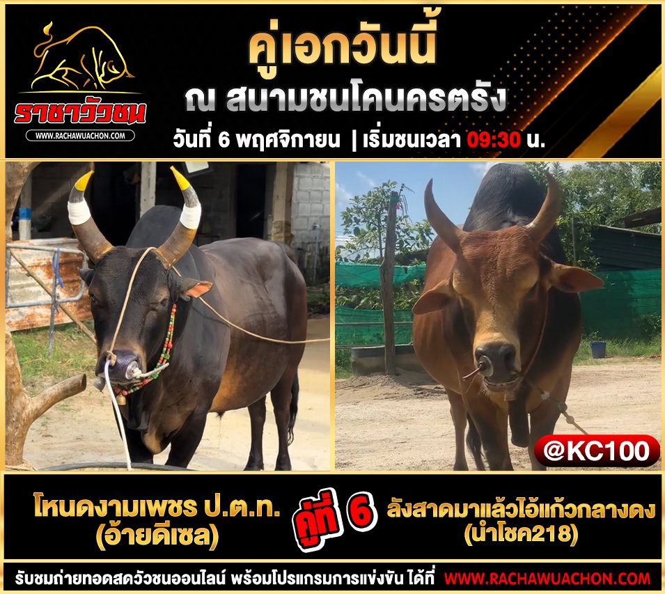 โปรแกรมวัวชนวันนี้ 6-11-2568