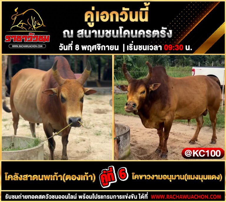 โปรแกรมวัวชนวันนี้-8-11-2568