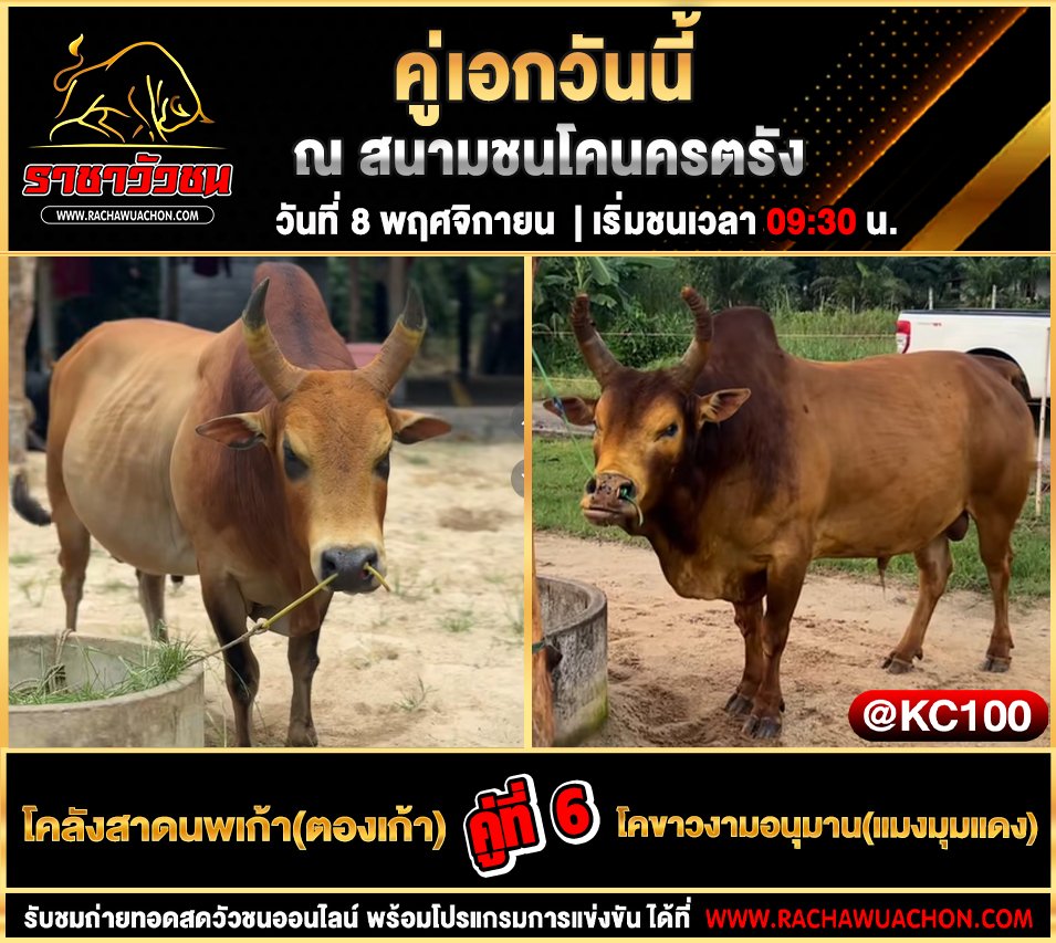 โปรแกรมวัวชนวันนี้-8-11-2568