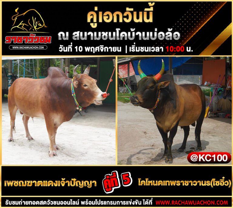 โปรแกรมวัวชนวันนี้ 10-11-2568