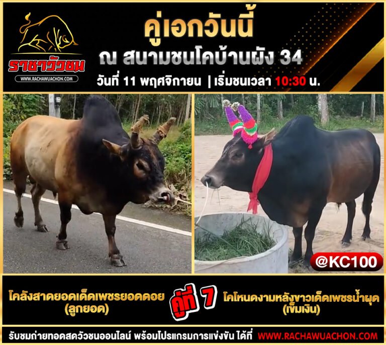 โปรแกรมวัวชนวันนี้ 11-11-2568