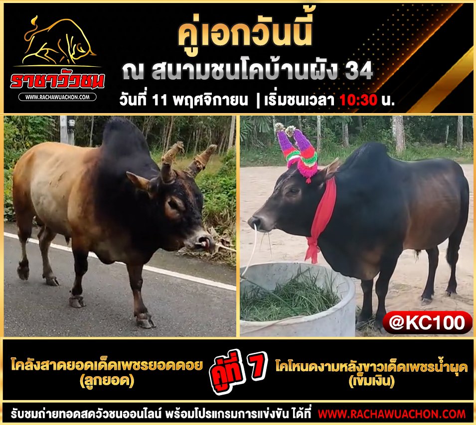 โปรแกรมวัวชนวันนี้ 11-11-2568