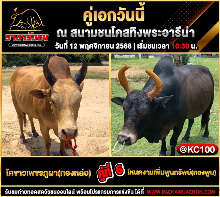 โปรแกรมวัวชนวันนี้ 12-11-2568