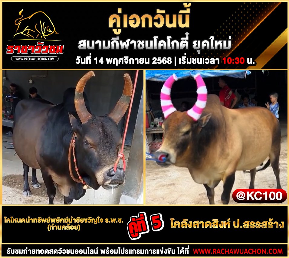 โปรแกรมวัวชนวันนี้ 14-11-2568