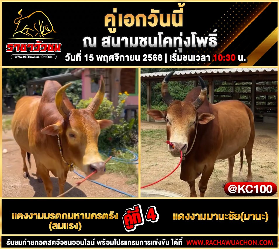 โปรแกรมวัวชนวันนี้ 15-11-2568