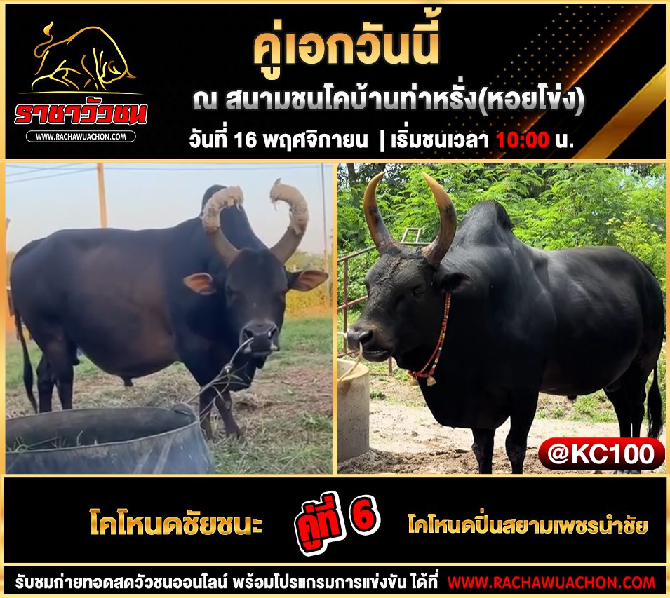 โปรแกรมวัวชนวันนี้ 16-11-2568