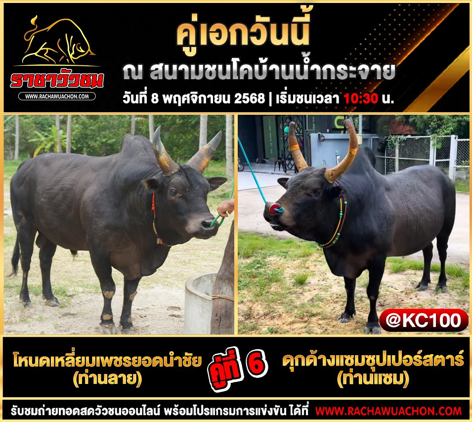 โปรแกรมวัวชนวันนี้ 8-11-2568