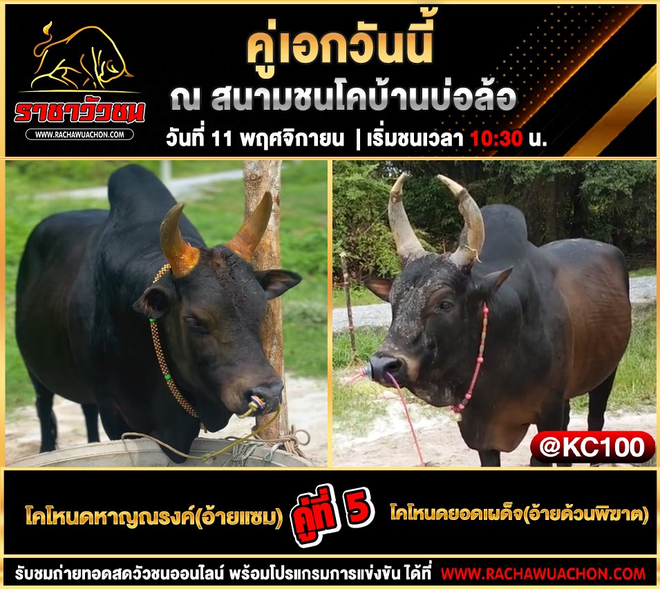 โปรแกรมวัวชนวันนี้11-11-2568