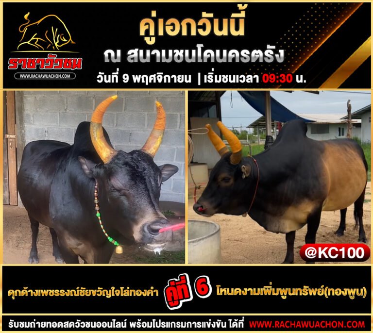 โปรแกรมวัวชนวันนี้ 9-11-2568