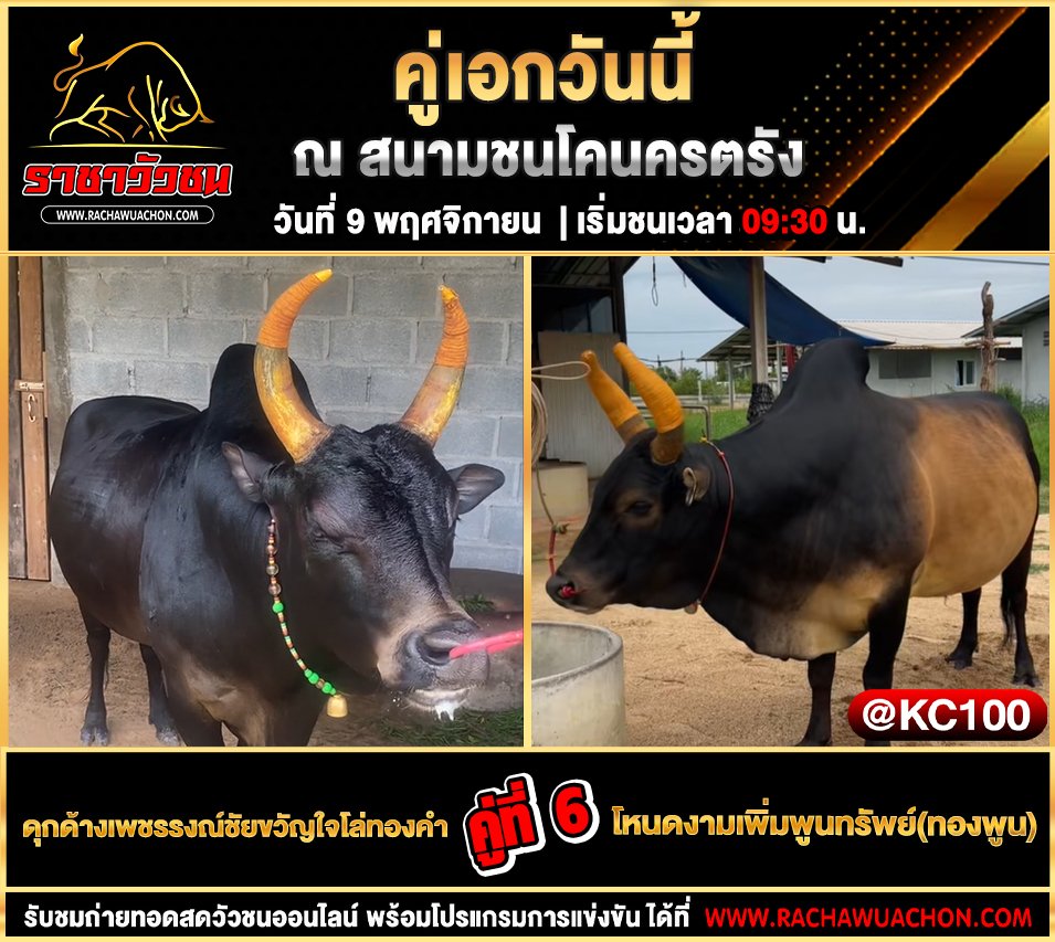โปรแกรมวัวชนวันนี้ 9-11-2568