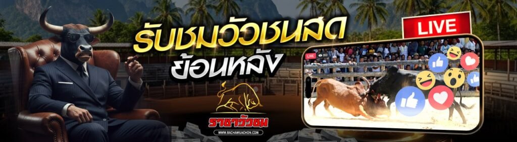 คลิปวัวชนย้อนหลัง