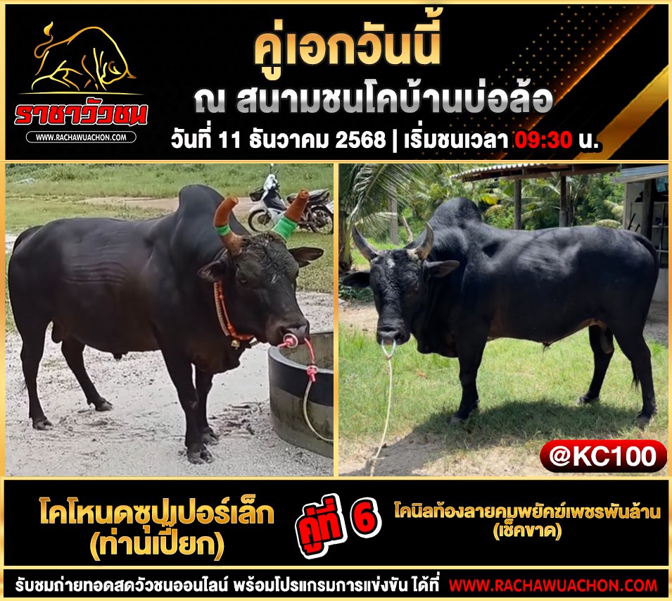 โปรแกรมวัวชนพรุ่งนี้ 11-12-2568
