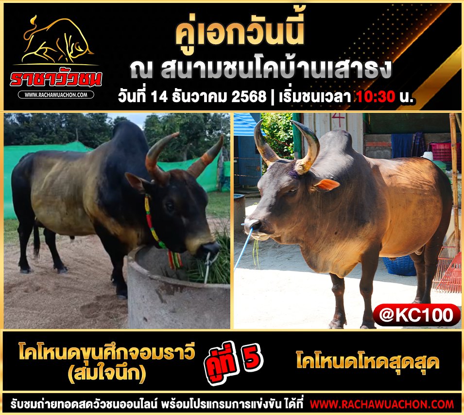 โปรแกรมวัวชนพรุ่งนี้ 14-12-2568