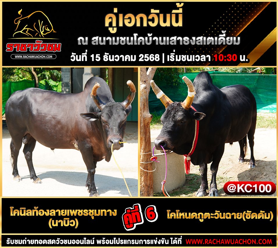 โปรแกรมวัวชนพรุ่งนี้ 15-12-2568