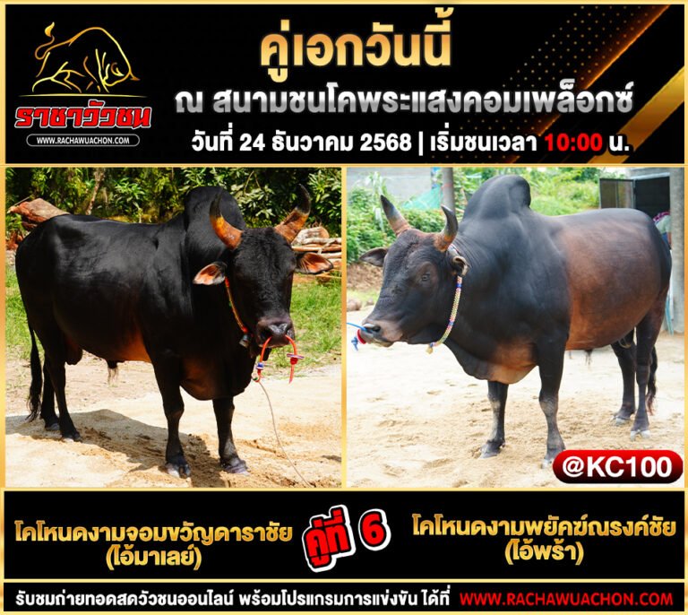 โปรแกรมวัวชนพรุ่งนี้ 24-12-2568