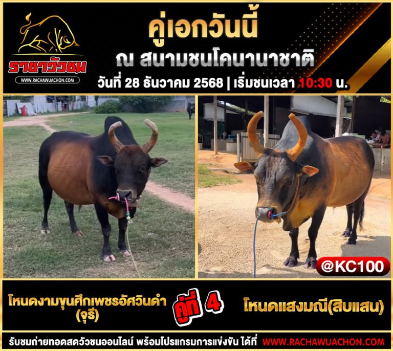 โปรแกรมวัวชนพรุ่งนี้ 28-12-2568