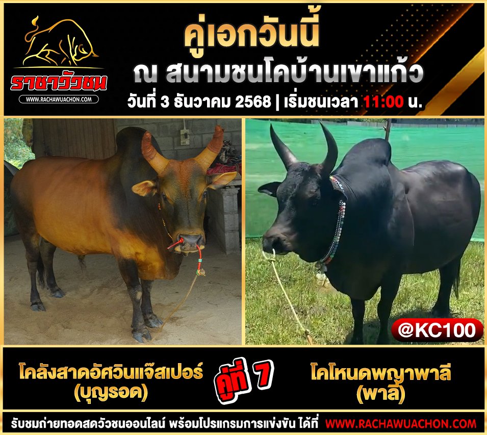 โปรแกรมวัวชนวันนี้ 3-12-2568