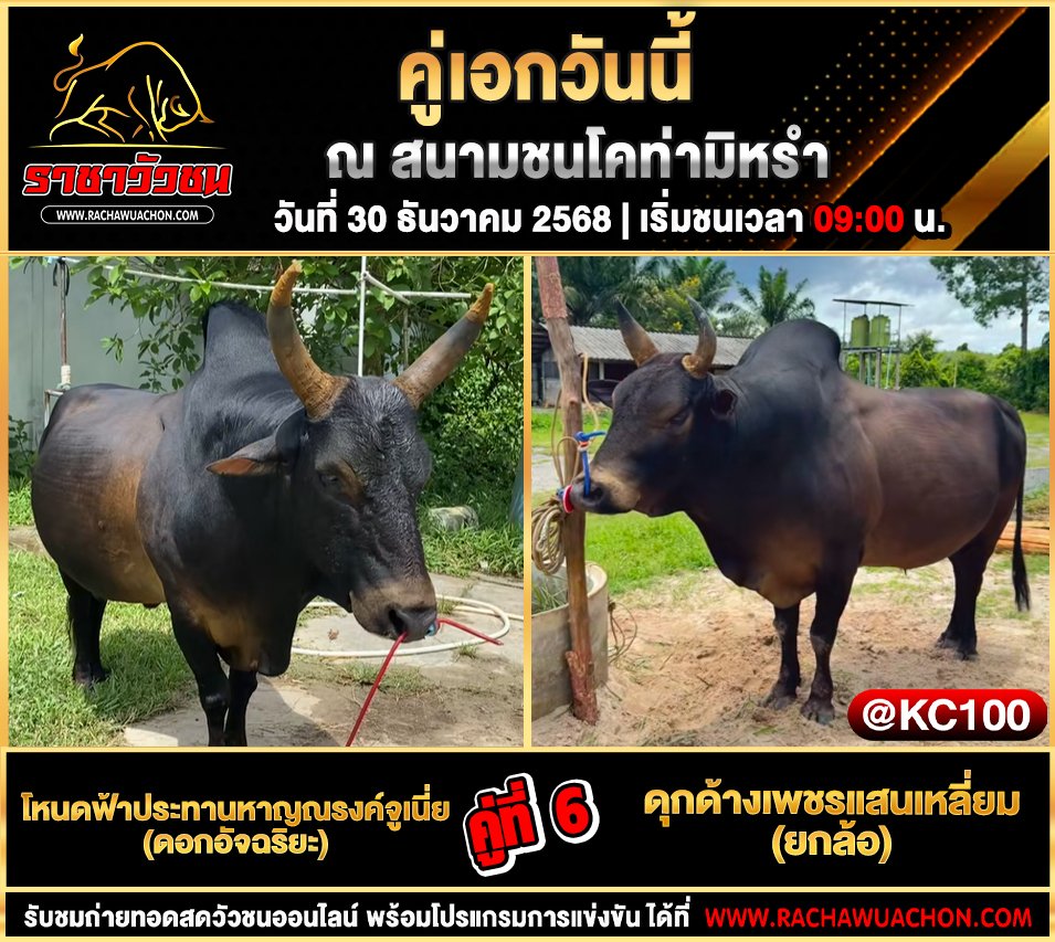โปรแกรมวัวชนพรุ่งนี้ 30-12-2568
