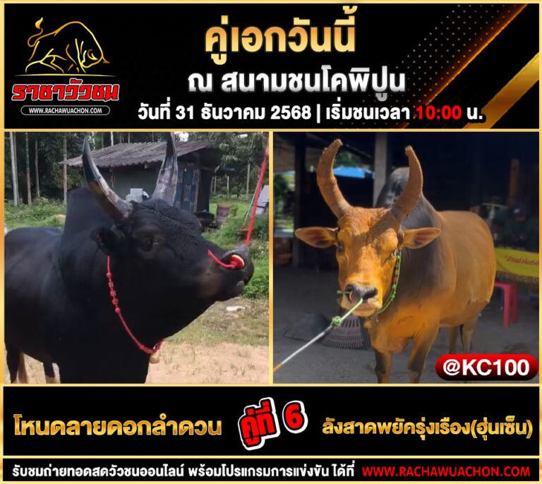 โปรแกรมวัวชนพรุ่งนี้ 31-12-2568