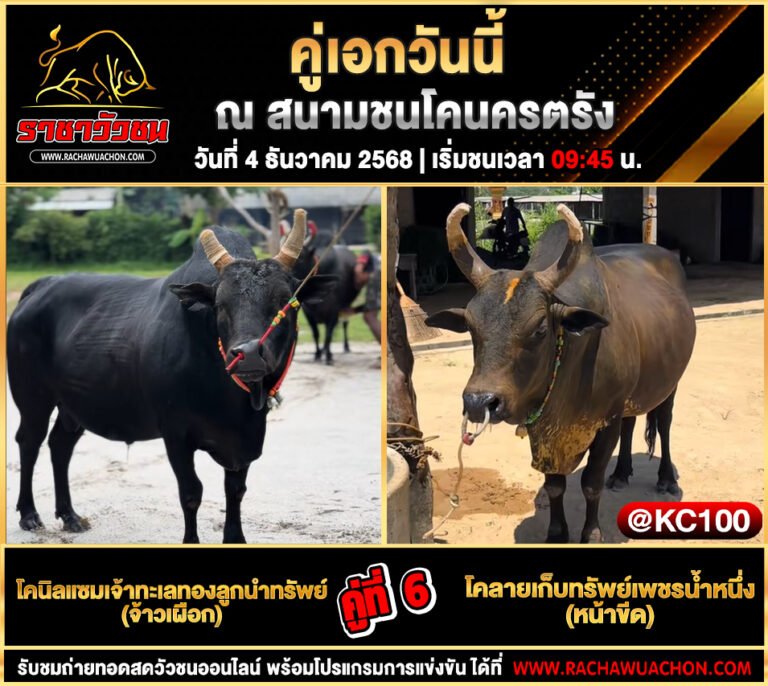 คลิปวัวชนย้อนหลัง 4-12-2568