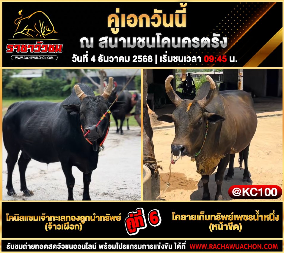 คลิปวัวชนย้อนหลัง 4-12-2568