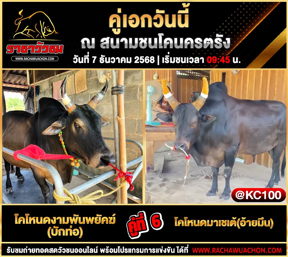 โปรแกรมวัวชนพรุ่งนี้ 7-12-2568