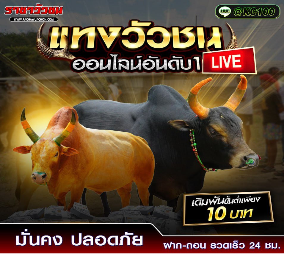 วัวชนวันนี้ 9-1-2569