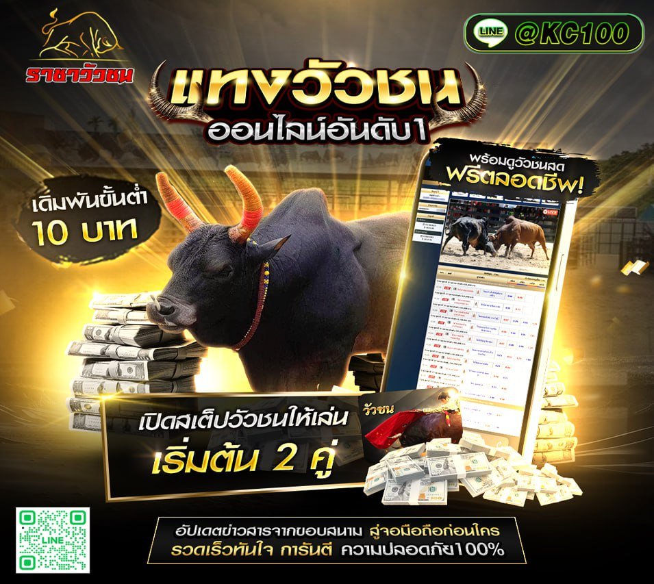 วัวชนวันนี้ 31-1-2569