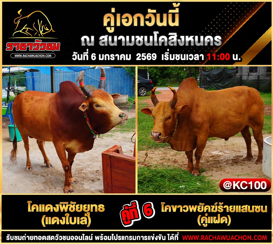 โปรแกรมวัวชนพรุ่งนี้ 6-1-2569