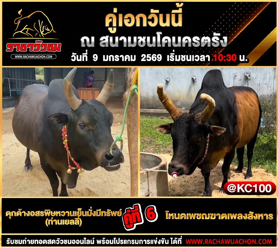 โปรแกรมวัวชนพรุ่งนี้ 9-1-2569