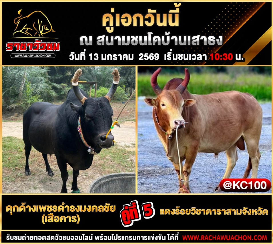 โปรแกรมวัวชนพรุ่งนี้ 13-1-2569