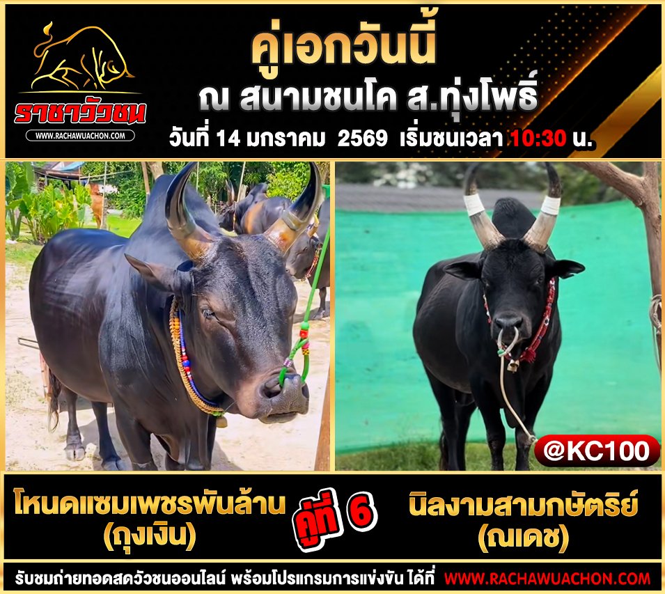 โปรแกรมวัวชนพรุ่งนี้ 14-1-2569