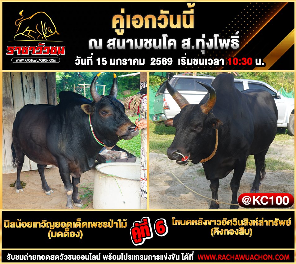 โปรแกรมวัวชนพรุ่งนี้ 15-1-2569