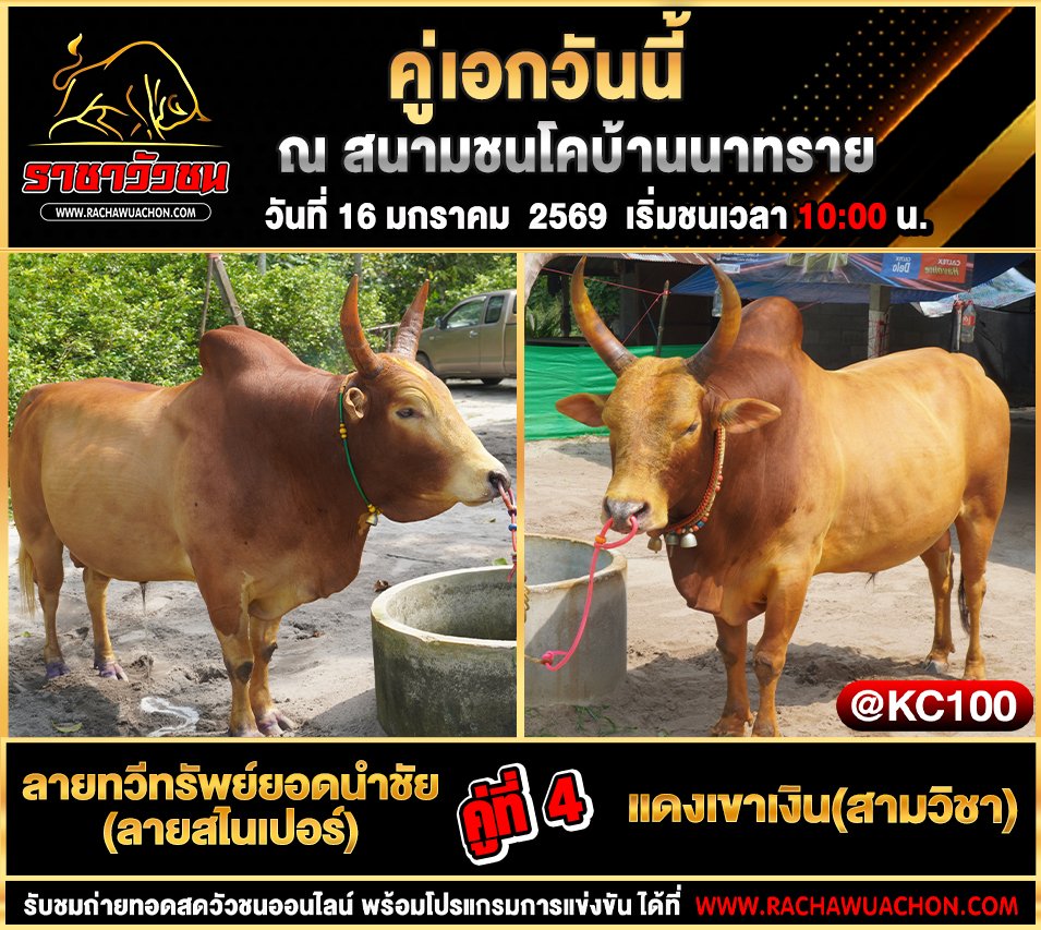 โปรแกรมวัวชนพรุ่งนี้ 16-1-2569