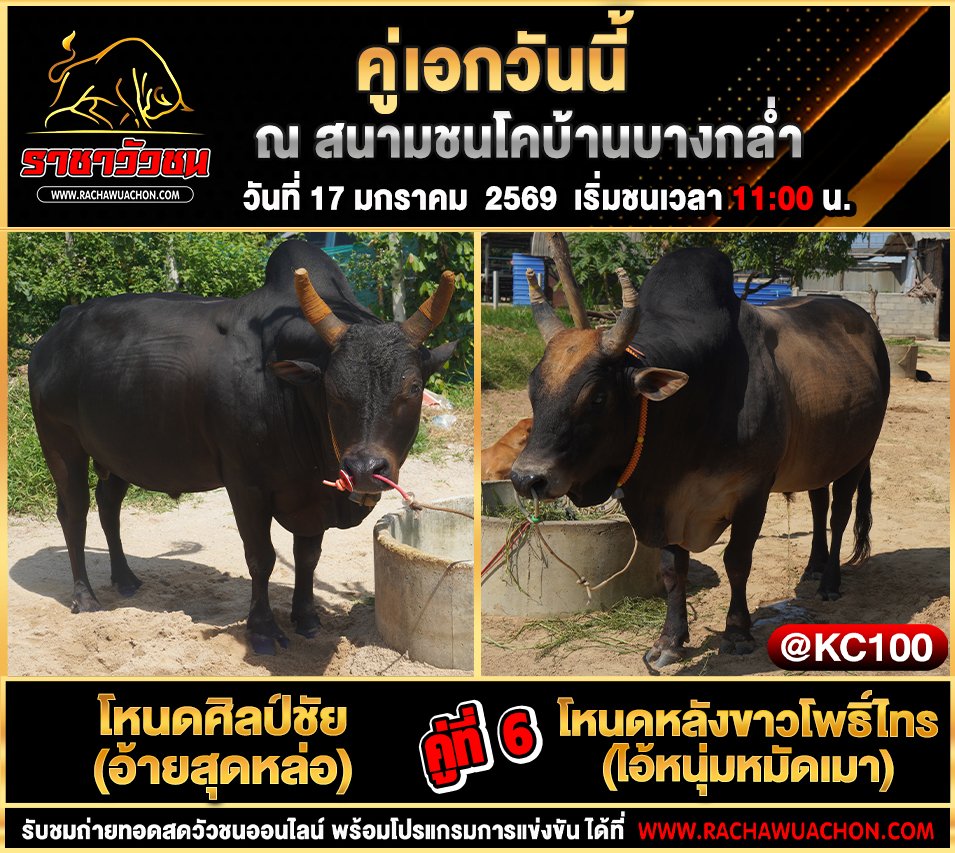โปรแกรมวัวชนพรุ่งนี้ 17-1-2569