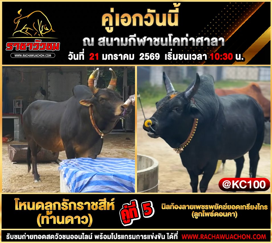 โปรแกรมวัวชนพรุ่งนี้ 21-1-2569