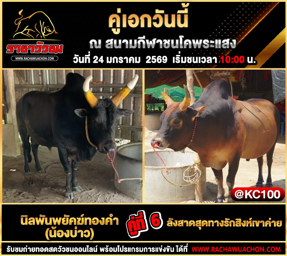 โปรแกรมวัวชนพรุ่งนี้ 24-1-2569