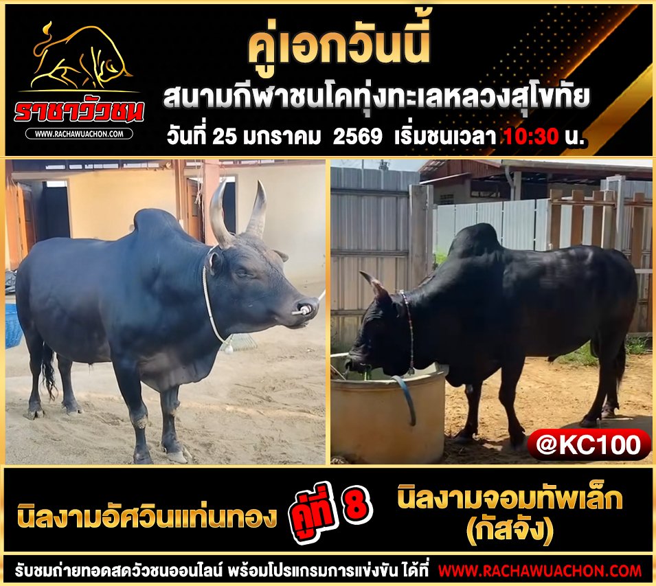 โปรแกรมวัวชนพรุ่งนี้ 25-1-2569