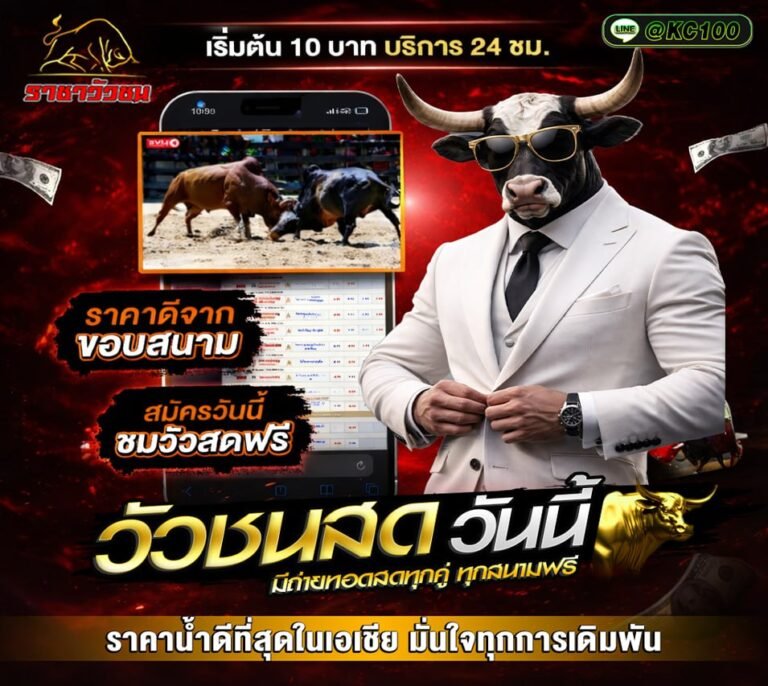 วัวชนวันนี้ 24-2-2569