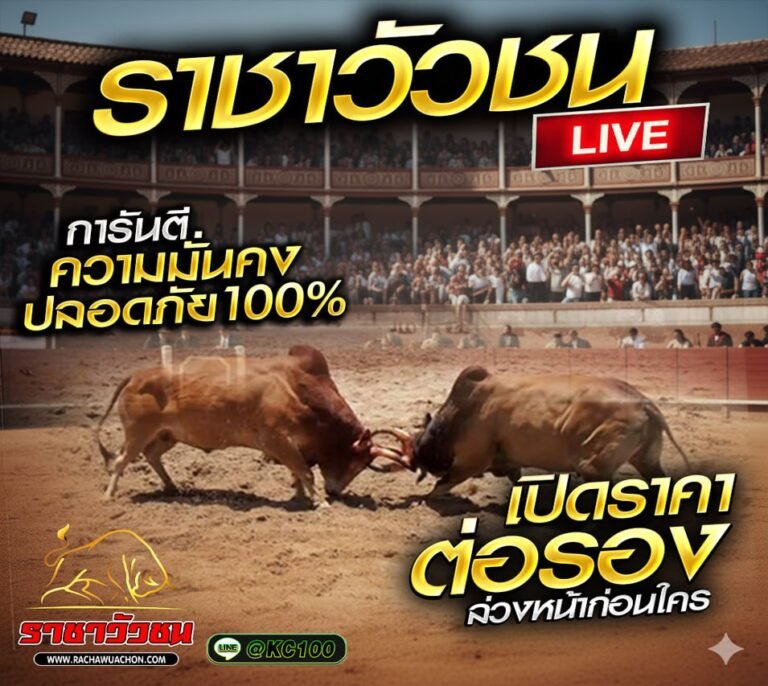 วัวชนวันนี้ 2-2-2569