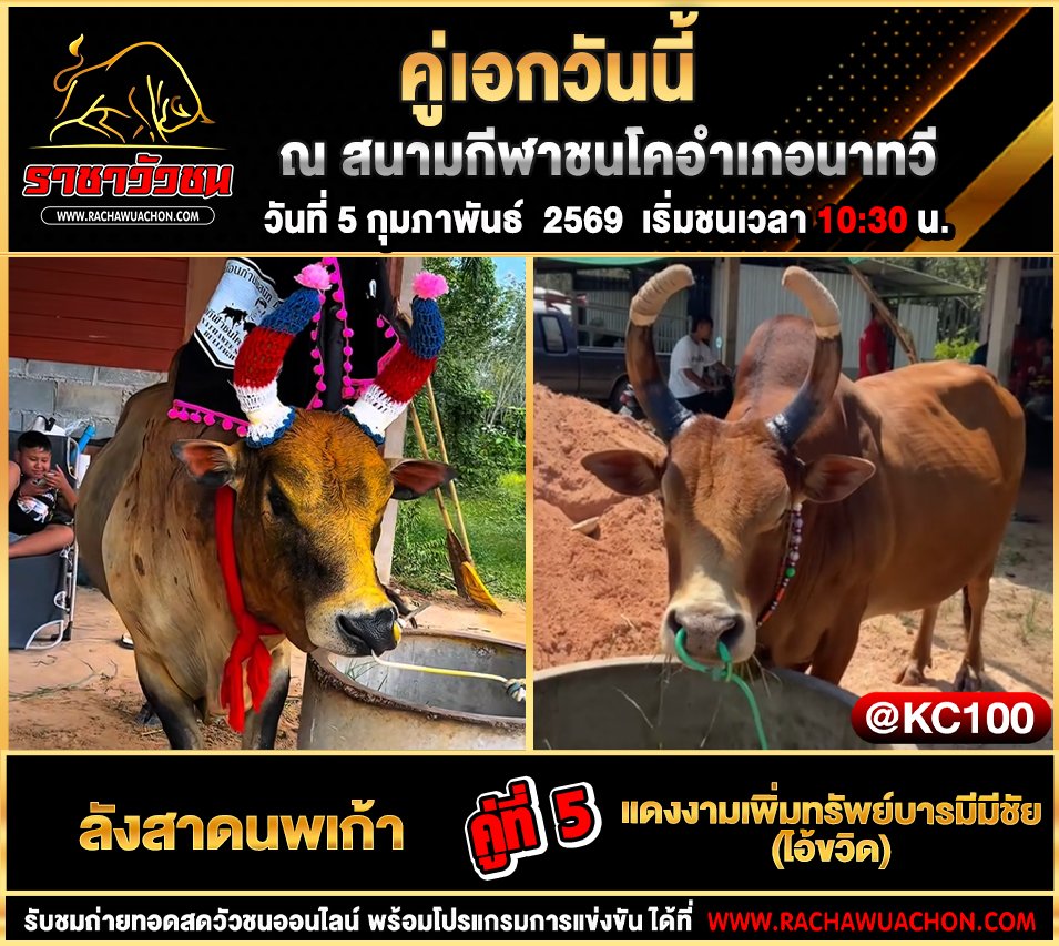 โปรแกรมวัวชนพรุ่งนี้ 5-2-2569