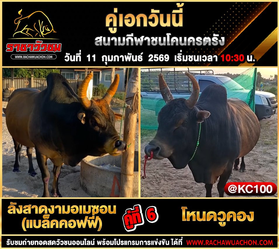 โปรแกรมวัวชนวันนี้ 11-2-2569