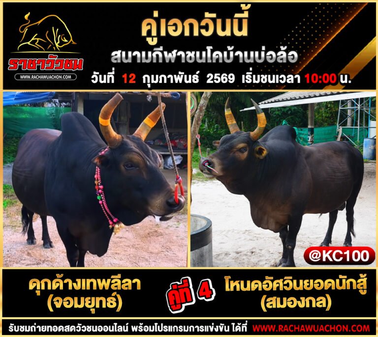 โปรแกรมวัวชนวันนี้ 12-2-2569