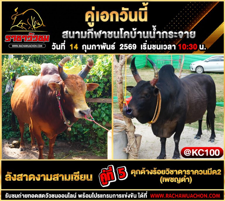โปรแกรมวัวชนวันนี้ 14-2-2569