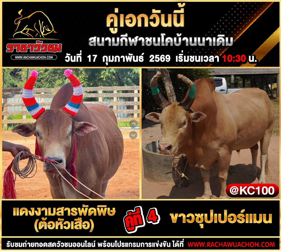 โปรแกรมวัวชนพรุ่งนี้ 17-2-2569