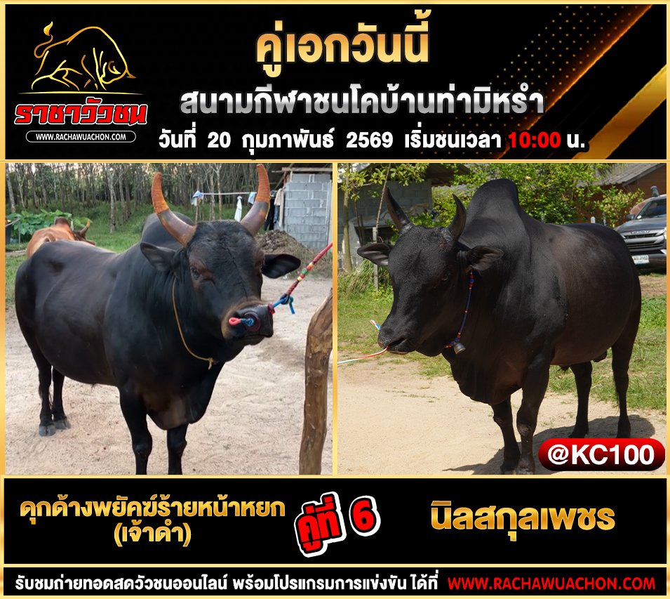 โปรแกรมวัวชนพรุ่งนี้ 20-2-2569